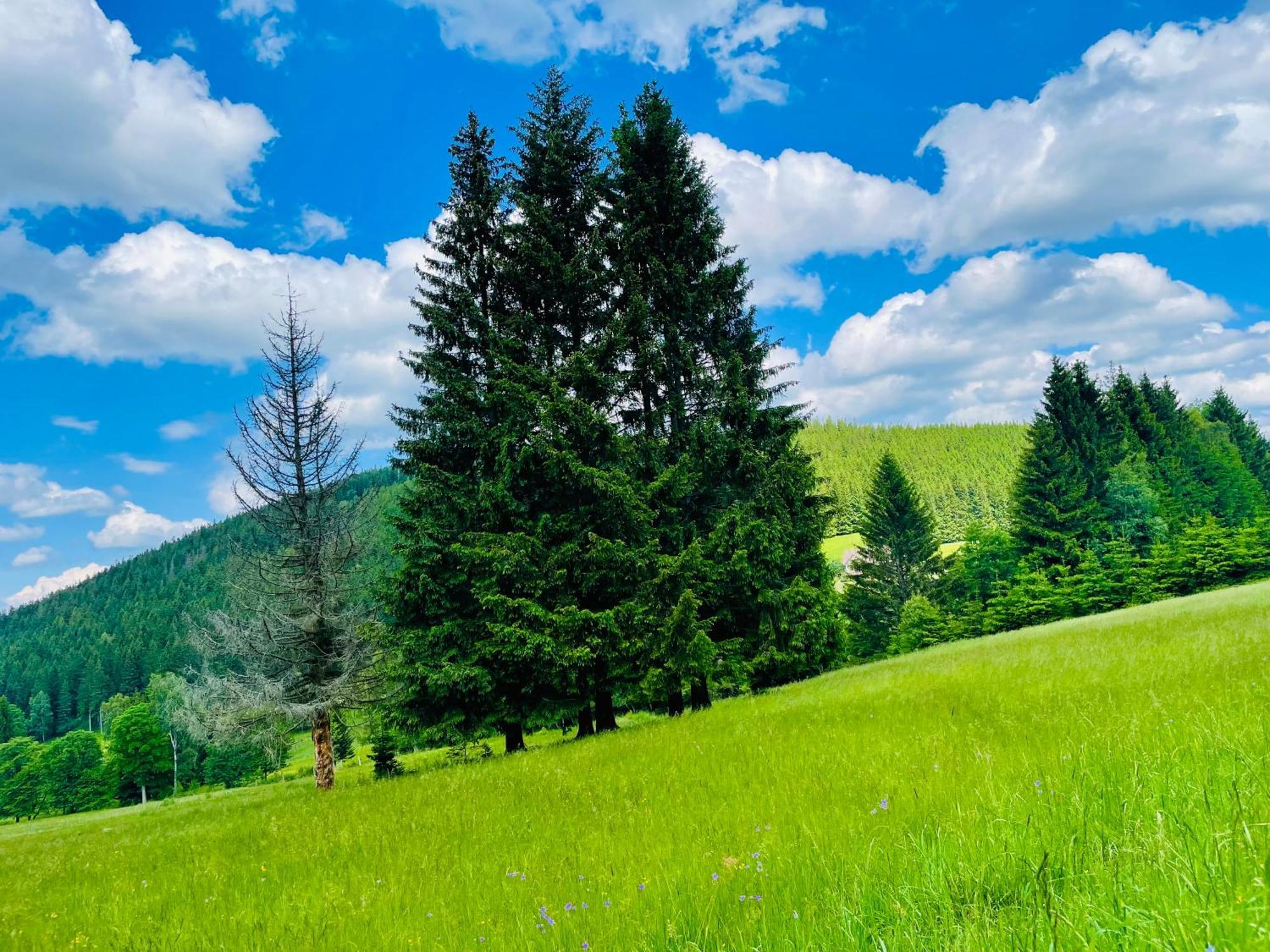 Gorska Cisza - Duzy, Komfortowy, Wyjatkowy Apartament Stronie Śląskie エクステリア 写真