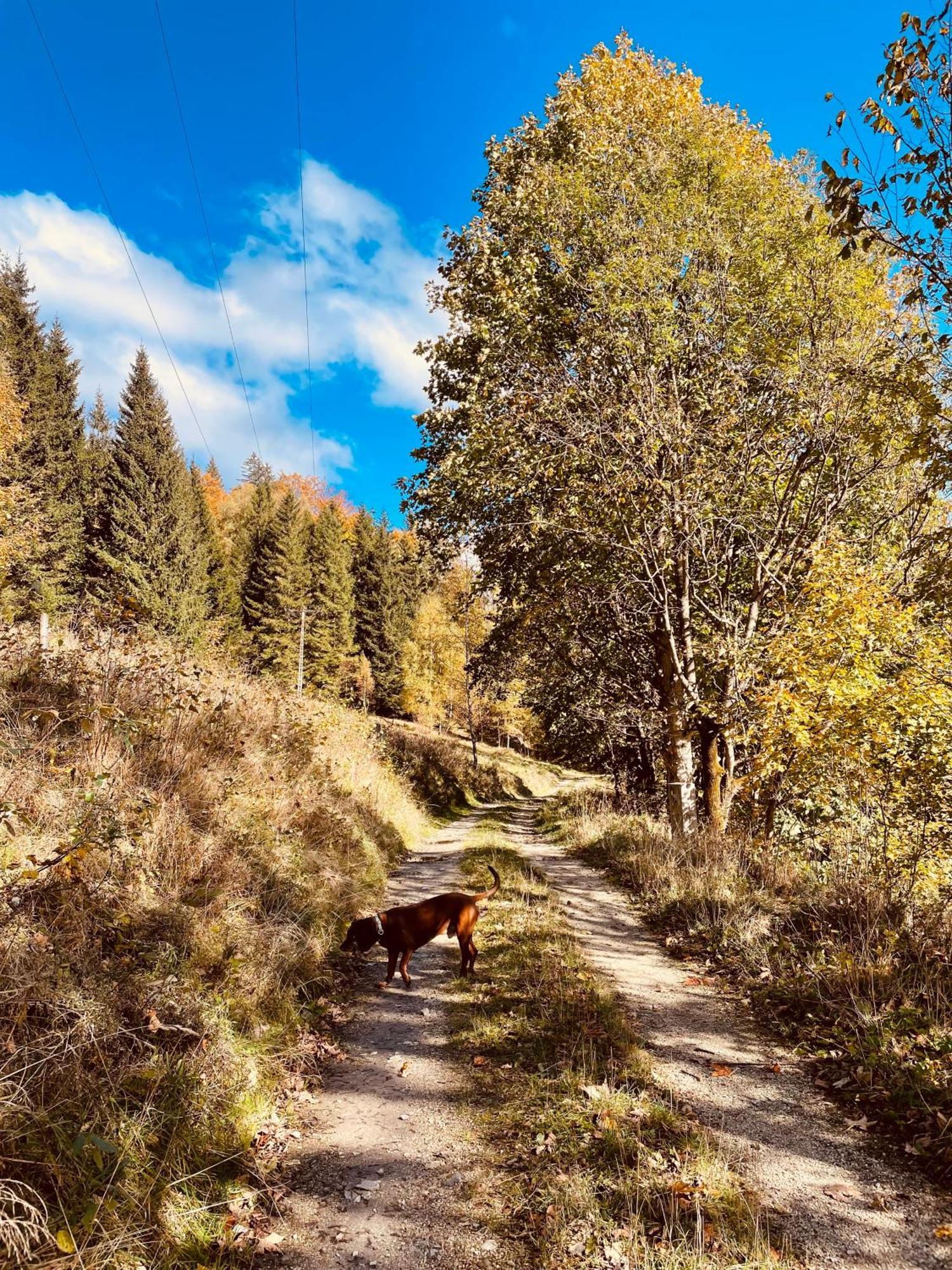 Gorska Cisza - Duzy, Komfortowy, Wyjatkowy Apartament Stronie Śląskie エクステリア 写真